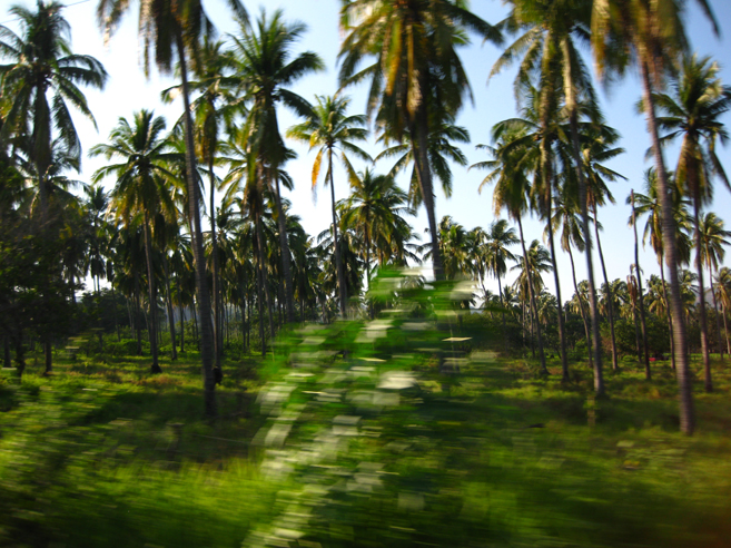 palmas de coco. Las palmas de coco, Michoacan,